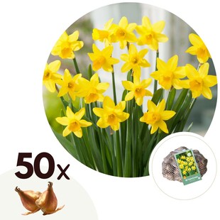 Plant in a Box - Narzissenzwiebeln - 50 Stk - Narcissus 'Tête-à-Tête' - Blumenzwiebeln - Gelb 