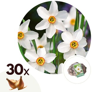 Plant in a Box - Narzissenzwiebeln - 30 Stk - Narcissus 'Recurvus' - Blumenzwiebeln - Weiß 