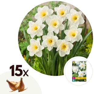 Plant in a Box - Narzissenzwiebeln - 15 Stk - Narcissus 'Mount Hood' - Blumenzwiebeln - Gelb 
