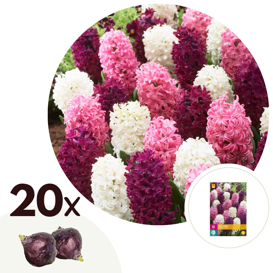 Plant in a Box - Hyazinthenzwiebeln - 20 Stk - Hyacinthus - Blumenzwiebeln - Mehrfarbig 