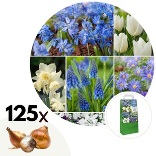 Plant in a Box - Blumenzwiebelmischung - 125 Stk - Allium, Narcissus, Muscari, Tulipa - Blau 