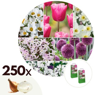 Plant in a Box - Blumenzwiebelmischung - 125 Stk - Allium, Narcissus, Muscari, Tulipa - Lila 