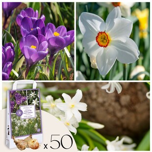 Plant in a Box - Shade Garden Box - 50 Blumenzwiebeln für Schatten & Halbschatten 