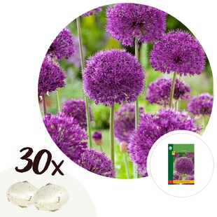 Plant in a Box - Alliumzwiebeln - 30 Stk - Allium 'Purple Sensation' - Blumenzwiebeln - Lila 