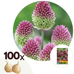 Plant in a Box - Alliumzwiebeln - 100 Stk - Allium 'Sphaerocephalon' - Blumenzwiebeln - Lila 