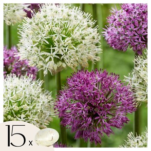 Plant in a Box - Alliumzwiebeln - 15 Stk - Allium 'Purple, 'White' - Blumenzwiebeln - Lila 
