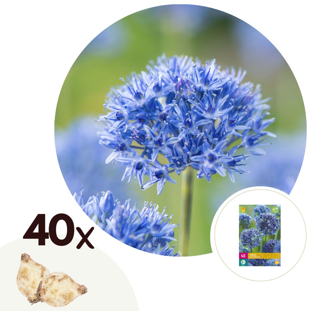 Plant in a Box - Blauer Zierlauch - Allium 'Caeruleum' - Set mit 40 Blumenzwiebeln 