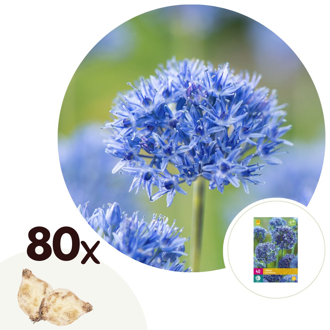 Plant in a Box - Alliumzwiebeln - 80 Stk - Allium 'Caeruleum' - Blumenzwiebeln - Blau 