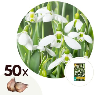 Plant in a Box - Schneeglöckchen - 50 Stk - Galanthus elwesii - Blumenzwiebeln - Weiß 