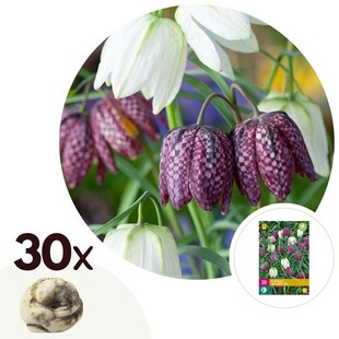Plant in a Box - Kaiserkronen - 30 Stk - Fritillaria 'meleagris' - Blumenzwiebeln - Mehrfarbig 