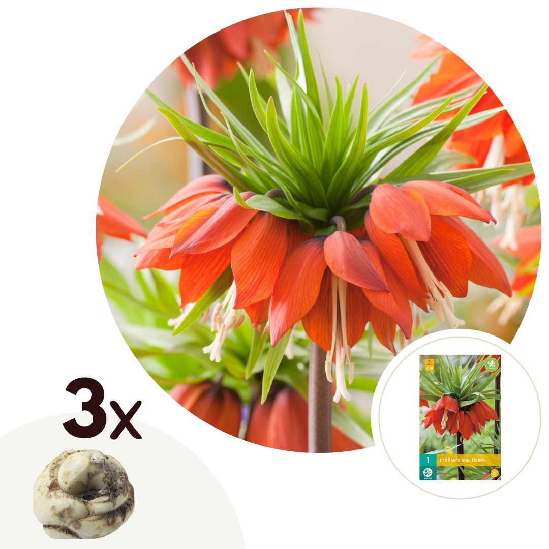 Plant in a Box - Kaiserkronen - 3 Stk - Fritillaria rubra - Blumenzwiebeln - Orange 