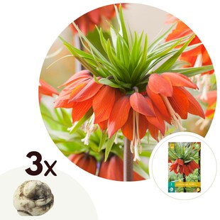 Plant in a Box - Kaiserkronen - 3 Stk - Fritillaria rubra - Blumenzwiebeln - Orange 