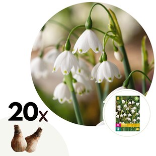 Plant in a Box - Frühlingsglocke - 20 Stk - Leucojum aestivium - Blumenzwiebeln - Weiß 
