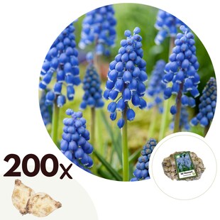 Plant in a Box - Traubenhyazinthen - 200 Stk - Muscari armeniacum - Blumenzwiebeln - Blau 