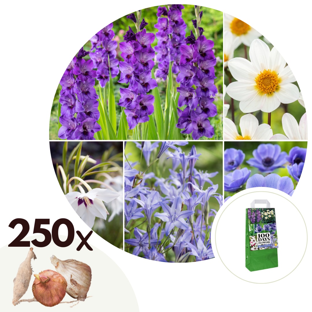 Plant in a Box - Blumenzwiebelmischung - 250 Stk - Dahlia, Gladiolus, Freesia, Oxalis - Blau 