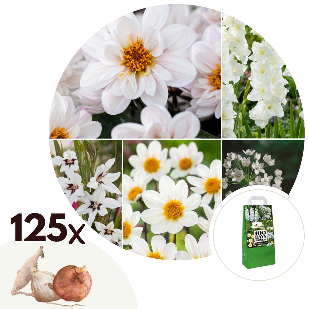 Plant in a Box - Blumenzwiebelmischung - 125 Stk - Anemone, Allium. Gladiolus, Dahlia - Wei&szlig; 