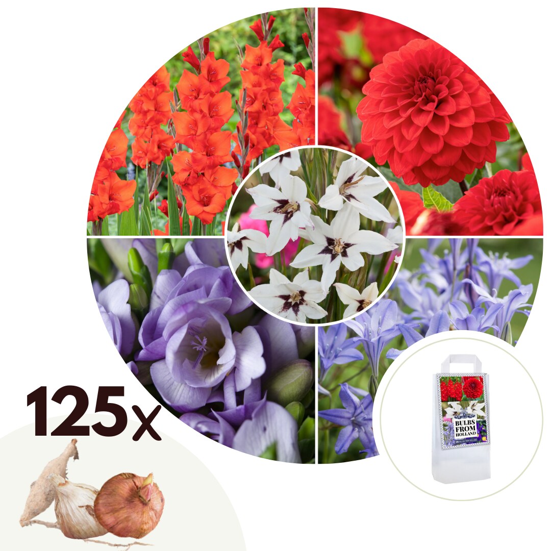 Plant in a Box - Blumenzwiebelmischung - 125 Stk - Gladiolus, Dahlia, Freesia - Blau 