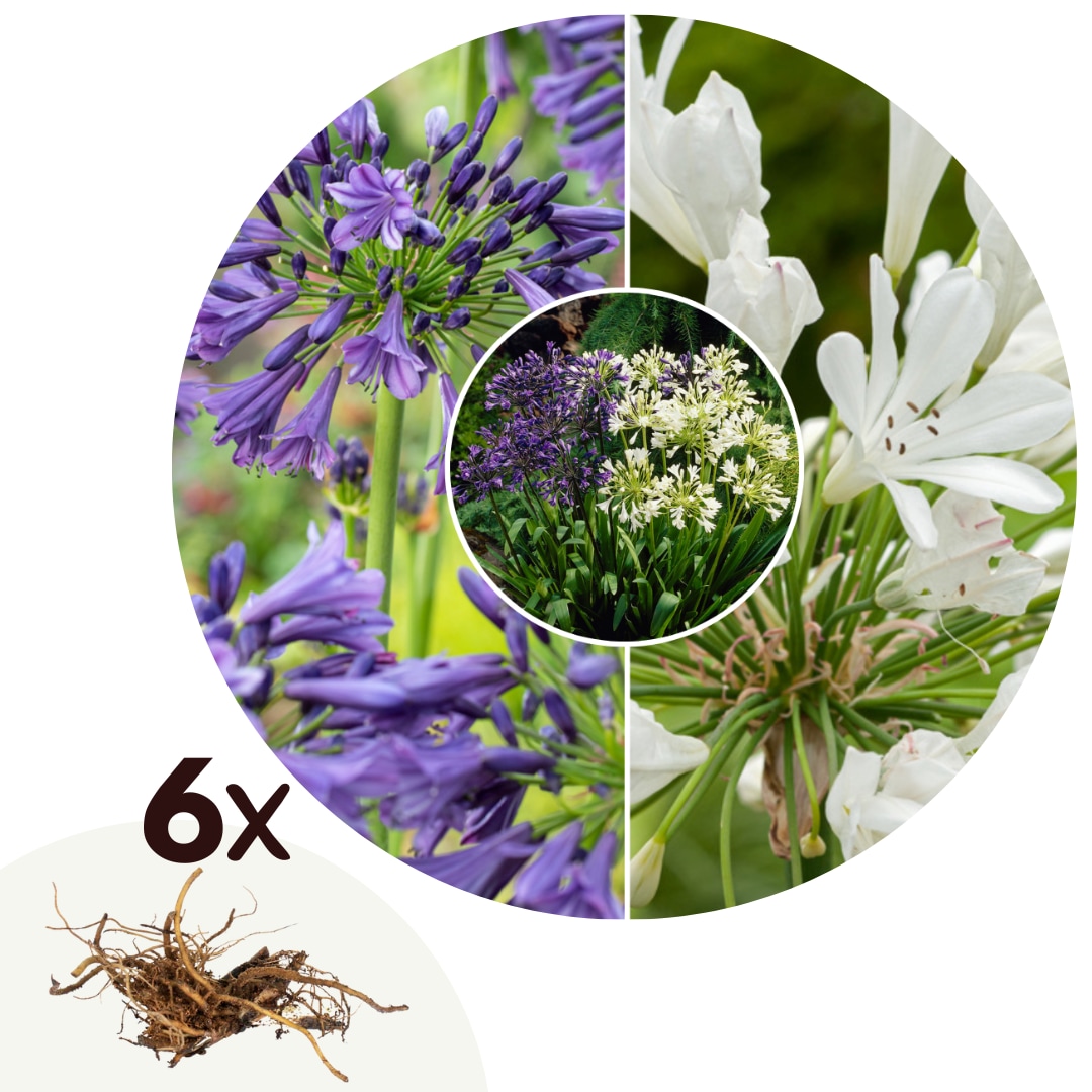 Plant in a Box - Lilie - 6 Stk - Agapanthus 'africanus', 'orientalis' - Rhizome - Mehrfarbig 