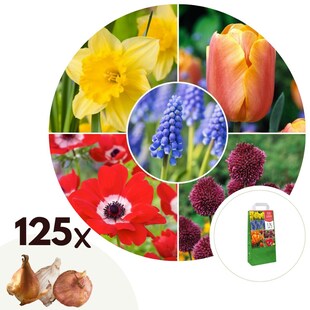 Plant in a Box - Blumenzwiebelmischung - 125 Stk - Tulipa, Anem. Narcis. Allium, Muscari 
