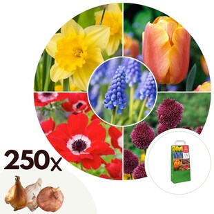 Plant in a Box - Blumenzwiebelmischung - 250 Stk - Tulipa, Anem. Narcis. Allium, Muscari 