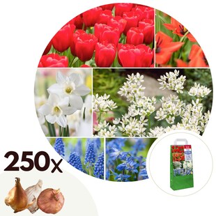 Plant in a Box - Blumenzwiebelmischung - 250 Stk - Tulipa Narcissus Scilla Allium Muscari 