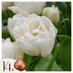 Plant in a Box - Tulpenzwiebeln - 14 Stk - Tulipa 'Mondial' - Blumenzwiebeln - Mehrfarbig 