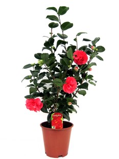Plant in a Box - Japanische Rose - Camellia japonica 'Lady Campbell' - Höhe 60-70cm - Topf 19cm 