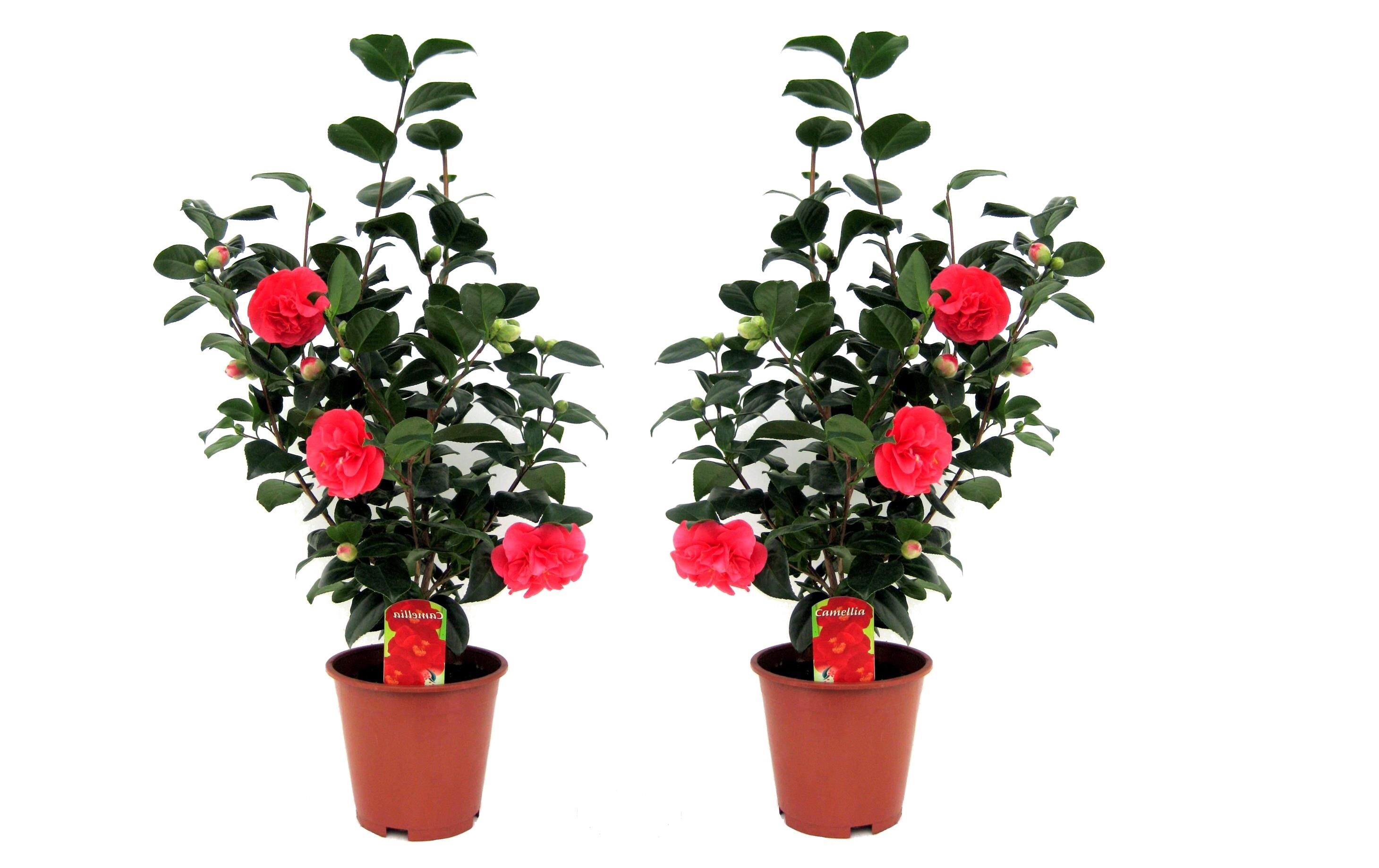 Plant in a Box - Japanische Rose - 2 Stk - Camellia japonica Lady Campbell - H&ouml;he 60-70cm - Topf 19cm 