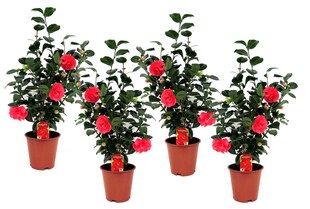 Plant in a Box - Japanische Rose - 4 Stk - Camellia japonica Lady Campbell - Höhe 60-70cm - Topf 19cm 
