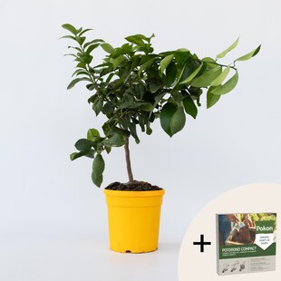 Plant in a Box - Zitronenbaum - Citrus limon - Höhe 60-70cm - Topf 19cm 