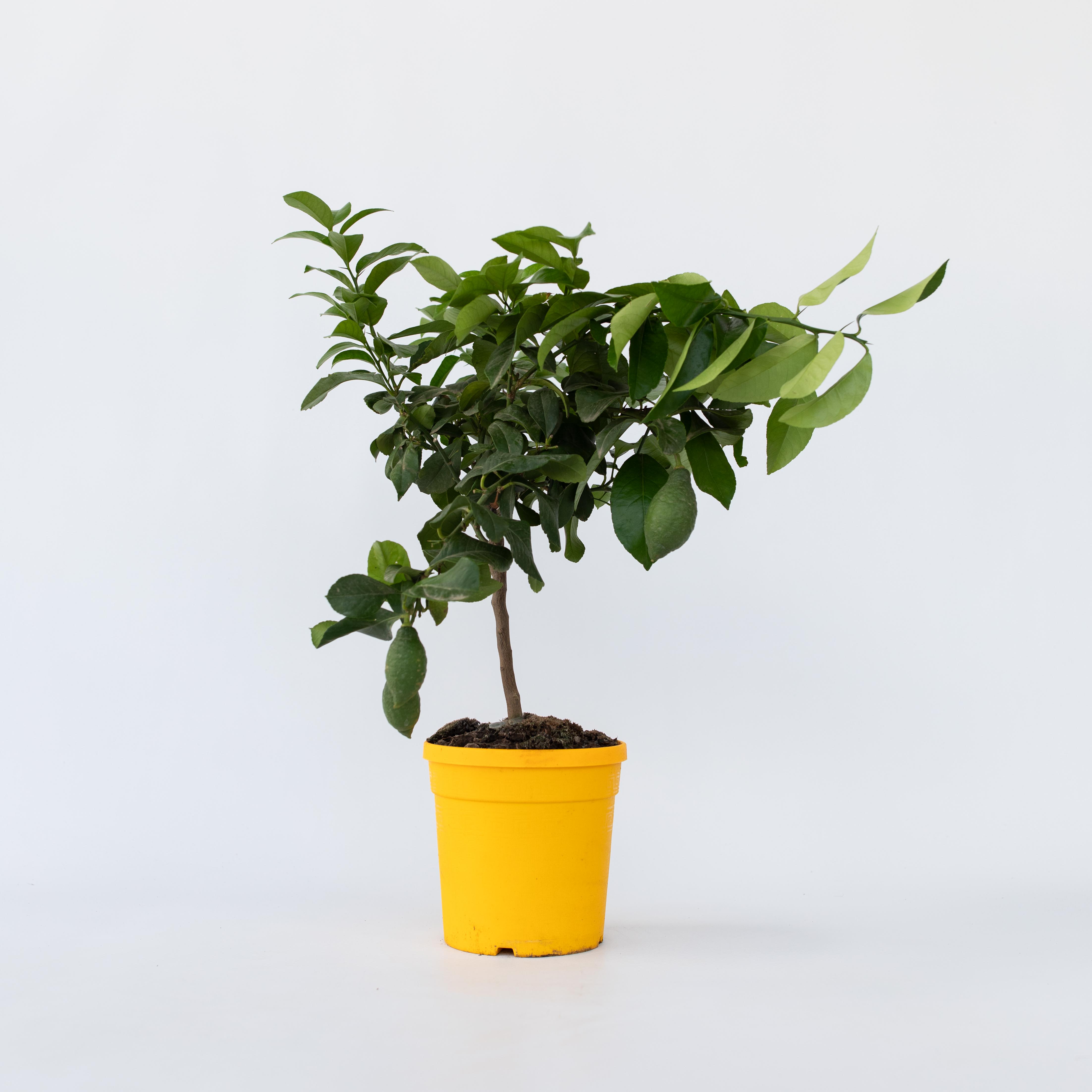 Plant in a Box - Zitronenbaum - Citrus limon - H&ouml;he 60-70cm - Topf 19cm 