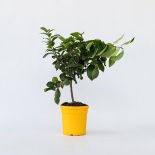 Plant in a Box - Zitronenbaum - Citrus limon - Höhe 60-70cm - Topf 19cm 