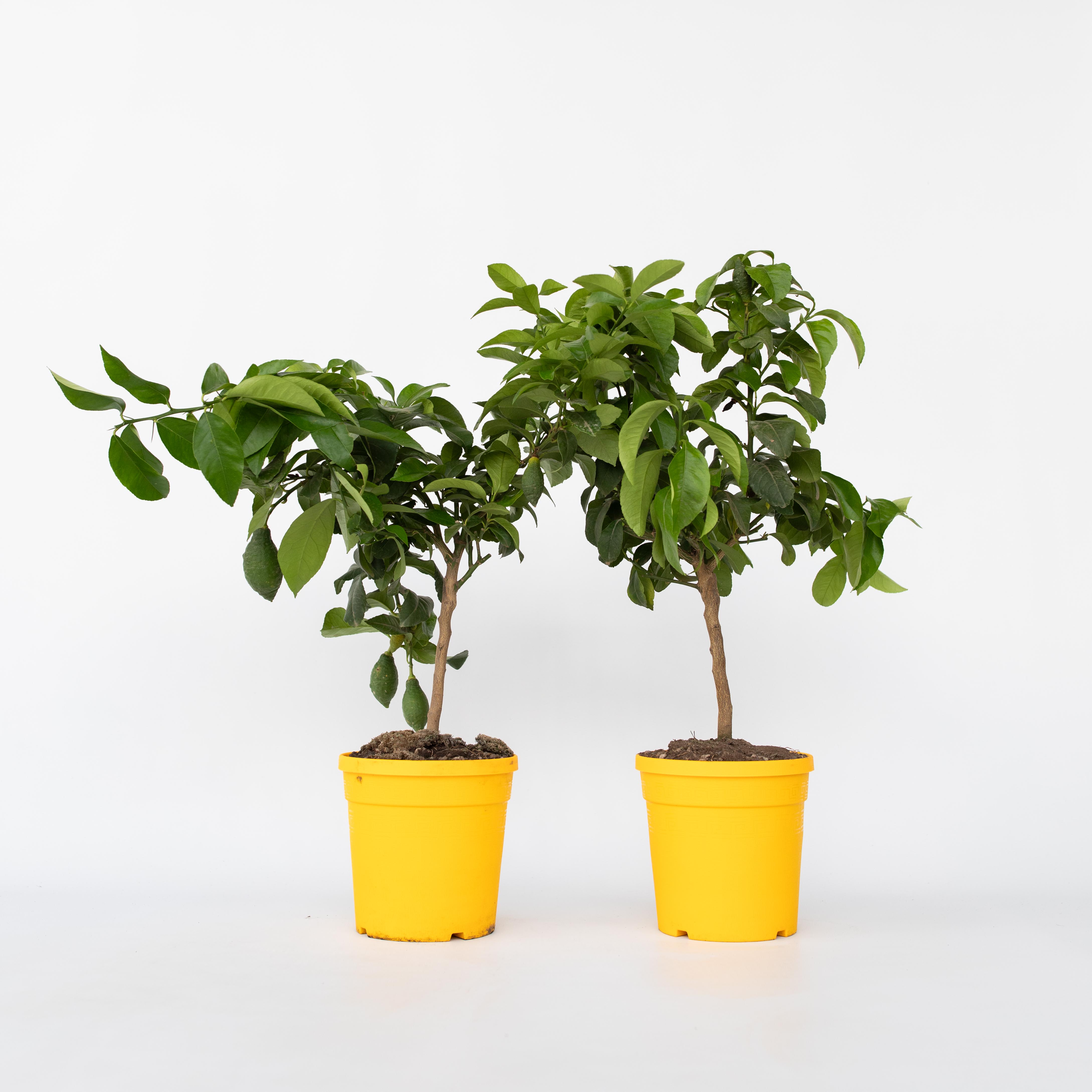 Plant in a Box - Zitronenbaum - 2 Stk - Citrus limon - H&ouml;he 60-70cm - Topf 19cm 
