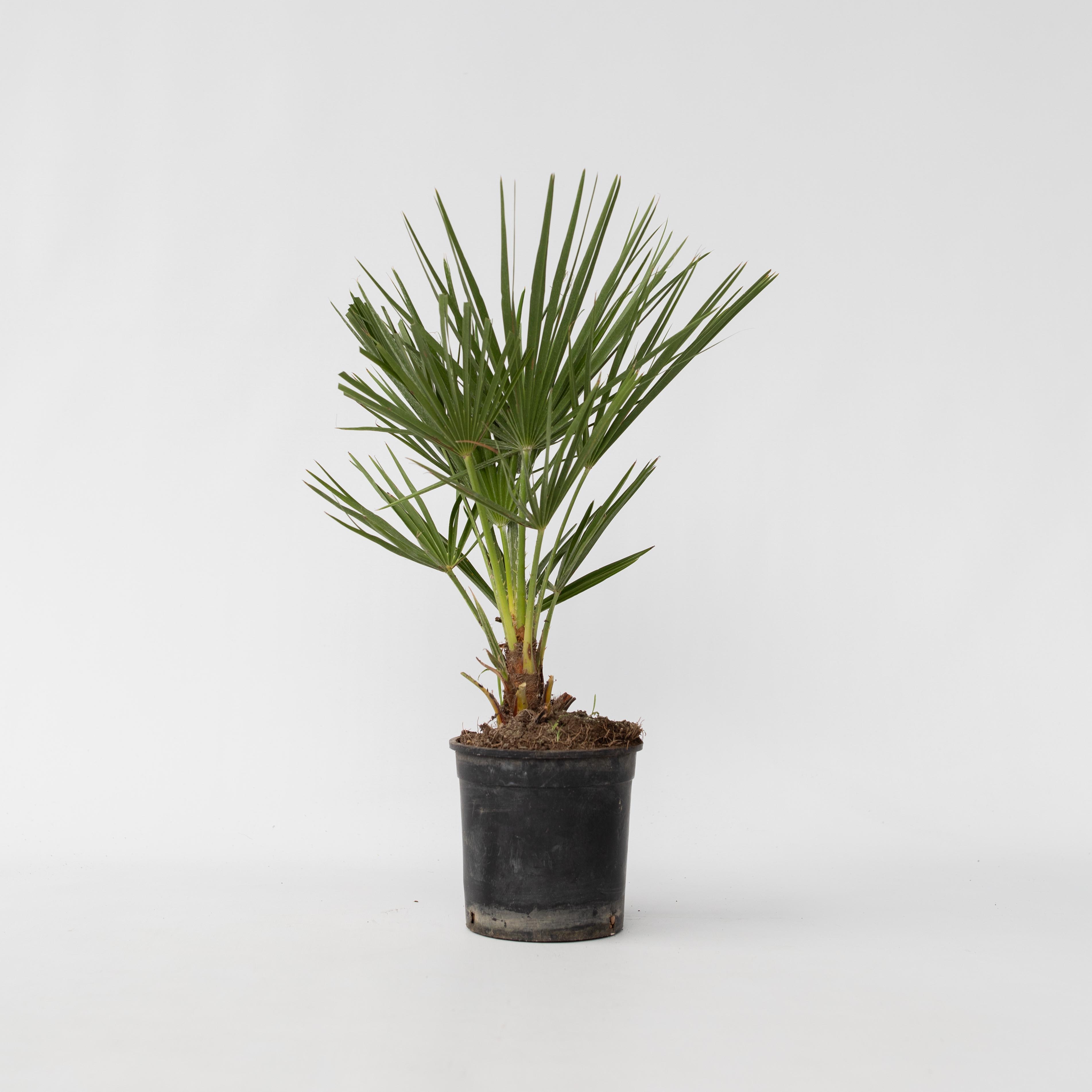 Plant in a Box - Bergpalme - Chamaerops humilis - H&ouml;he 50-60cm - Topf 15cm 