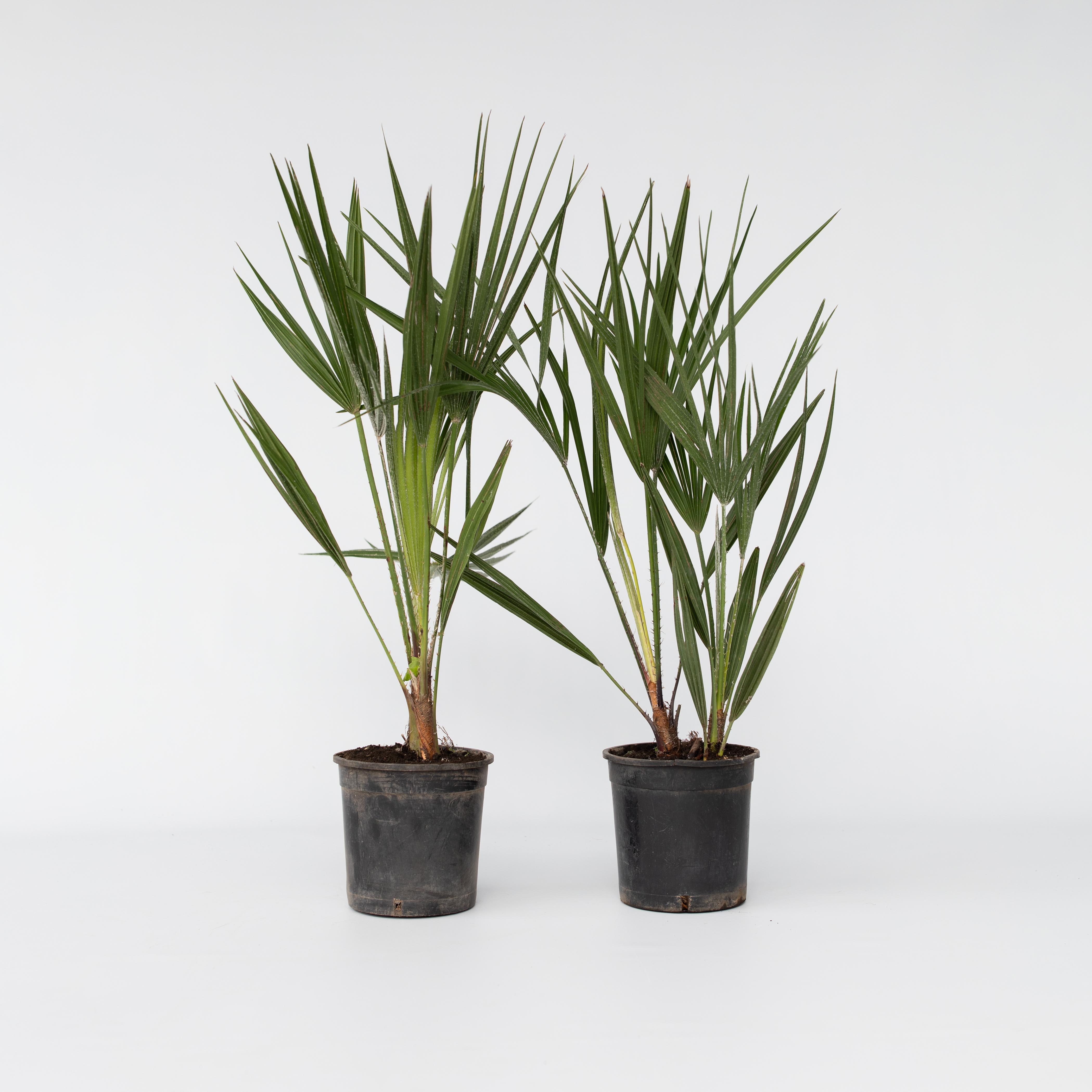 Plant in a Box - Bergpalme - 2 Stk - Chamaerops humilis - H&ouml;he 50-60cm - Topf 15cm 