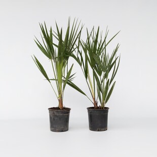 Plant in a Box - Bergpalme - 2 Stk - Chamaerops humilis - Höhe 50-60cm - Topf 15cm 