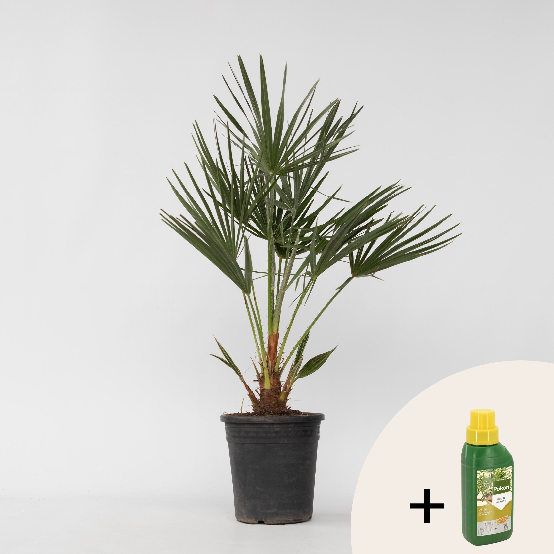 Plant in a Box - Bergpalme - Chamaerops humilis - H&ouml;he 70-80cm - Topf 21cm 
