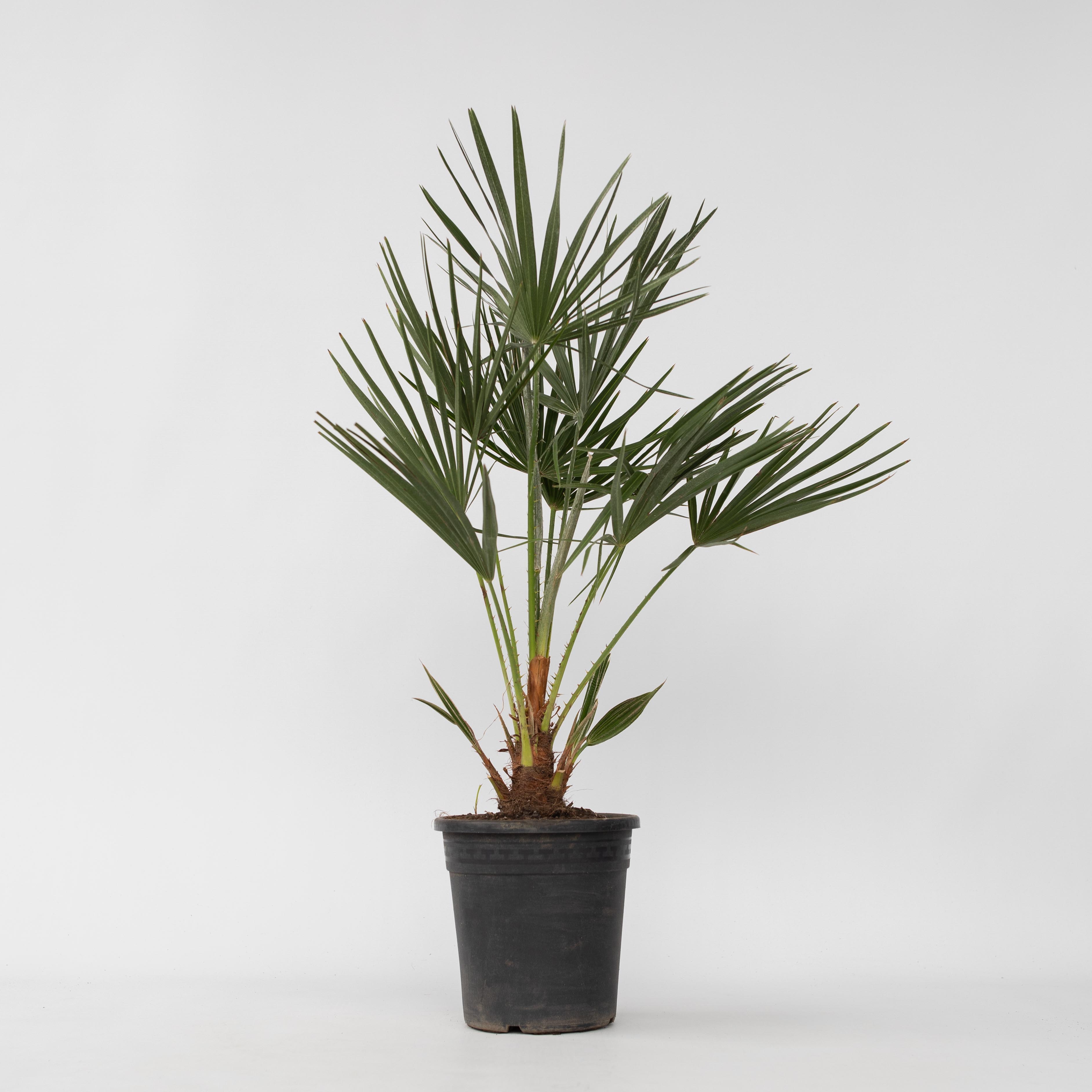 Plant in a Box - Bergpalme - Chamaerops humilis - H&ouml;he 70-80cm - Topf 21cm 