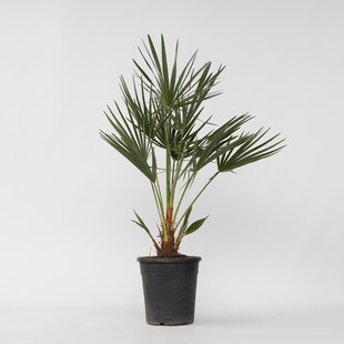 Plant in a Box - Bergpalme - Chamaerops humilis - Höhe 70-80cm - Topf 21cm 