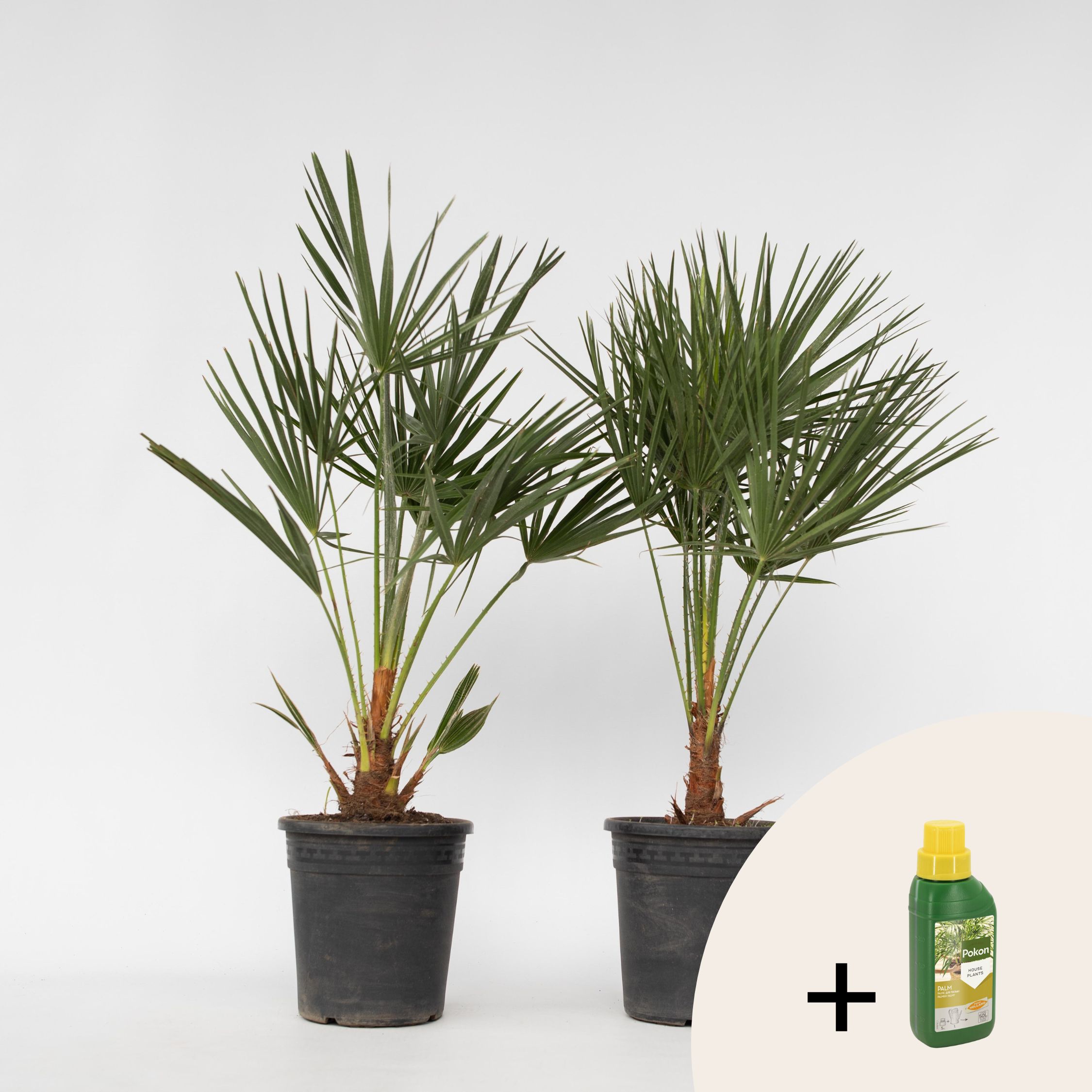 Plant in a Box - Bergpalme - 2 Stk - Chamaerops humilis - H&ouml;he 70-80cm - Topf 21cm 