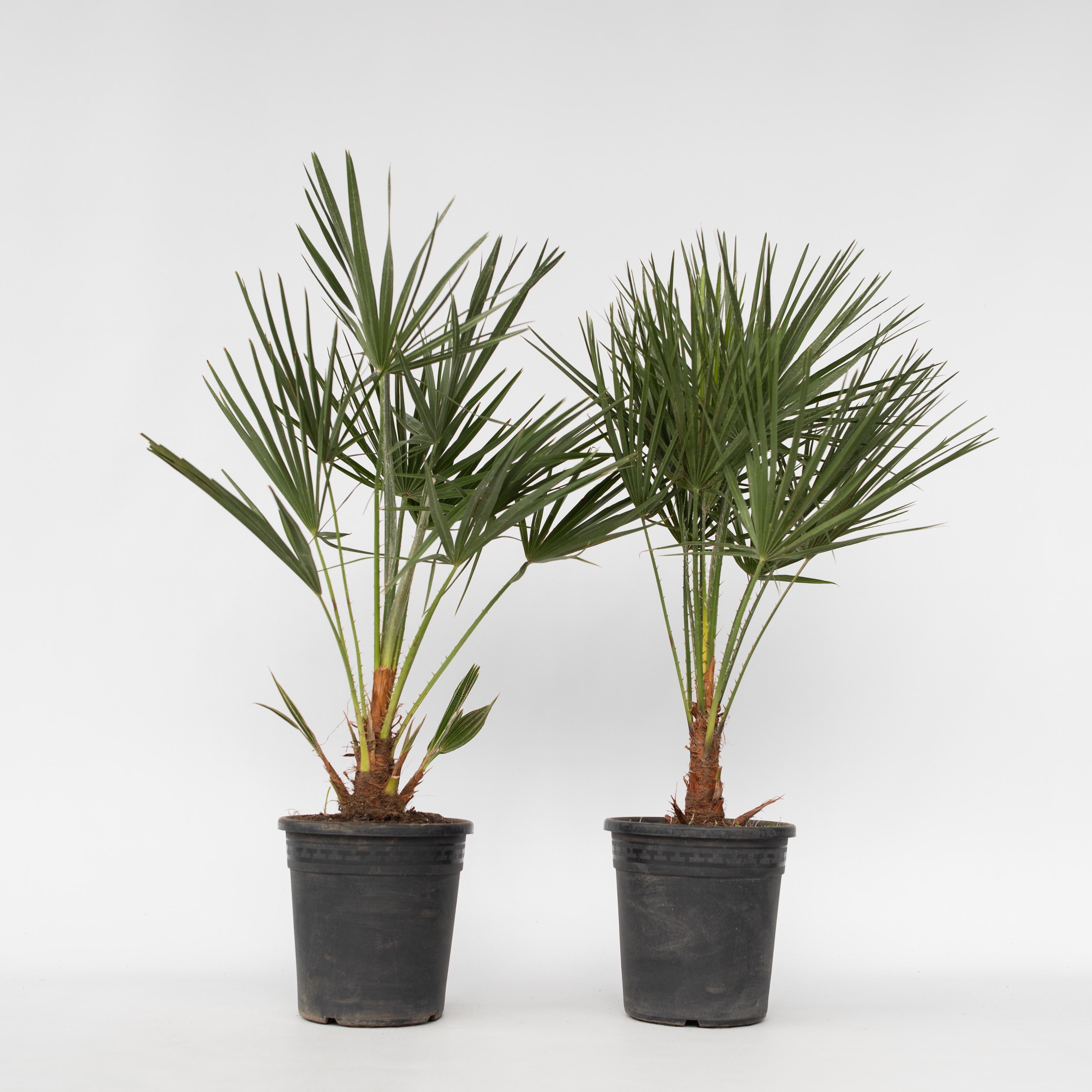 Plant in a Box - Bergpalme - 2 Stk - Chamaerops humilis - H&ouml;he 70-80cm - Topf 21cm 