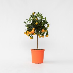 Plant in a Box - Orangenbaum - Citrus mitis 'Calamondin' - Höhe 55-65cm - Topf 19cm 
