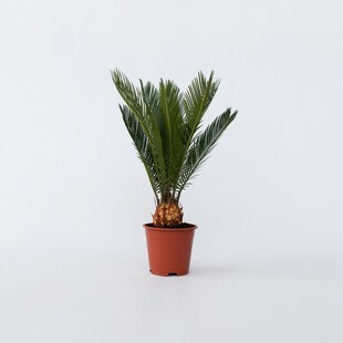 Plant in a Box - Sagopalmfarn - Cycas revoluta - Höhe 45-60cm - Topf 15cm 