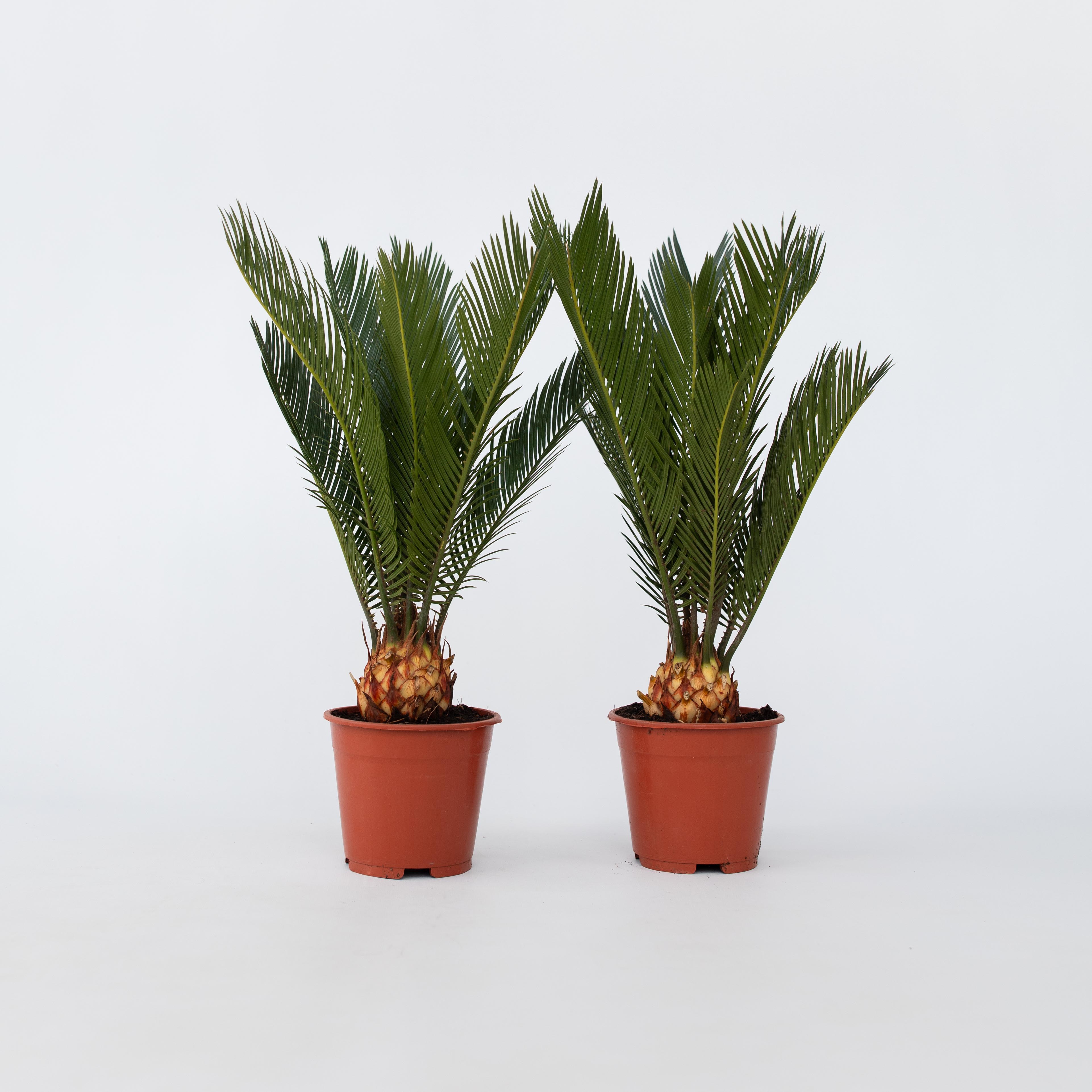 Plant in a Box - Sagopalmfarn - 2 Stk - Cycas revoluta - H&ouml;he 45-60cm - Topf 15cm 
