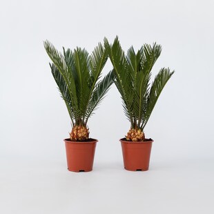 Plant in a Box - Sagopalmfarn - 2 Stk - Cycas revoluta - Höhe 45-60cm - Topf 15cm 