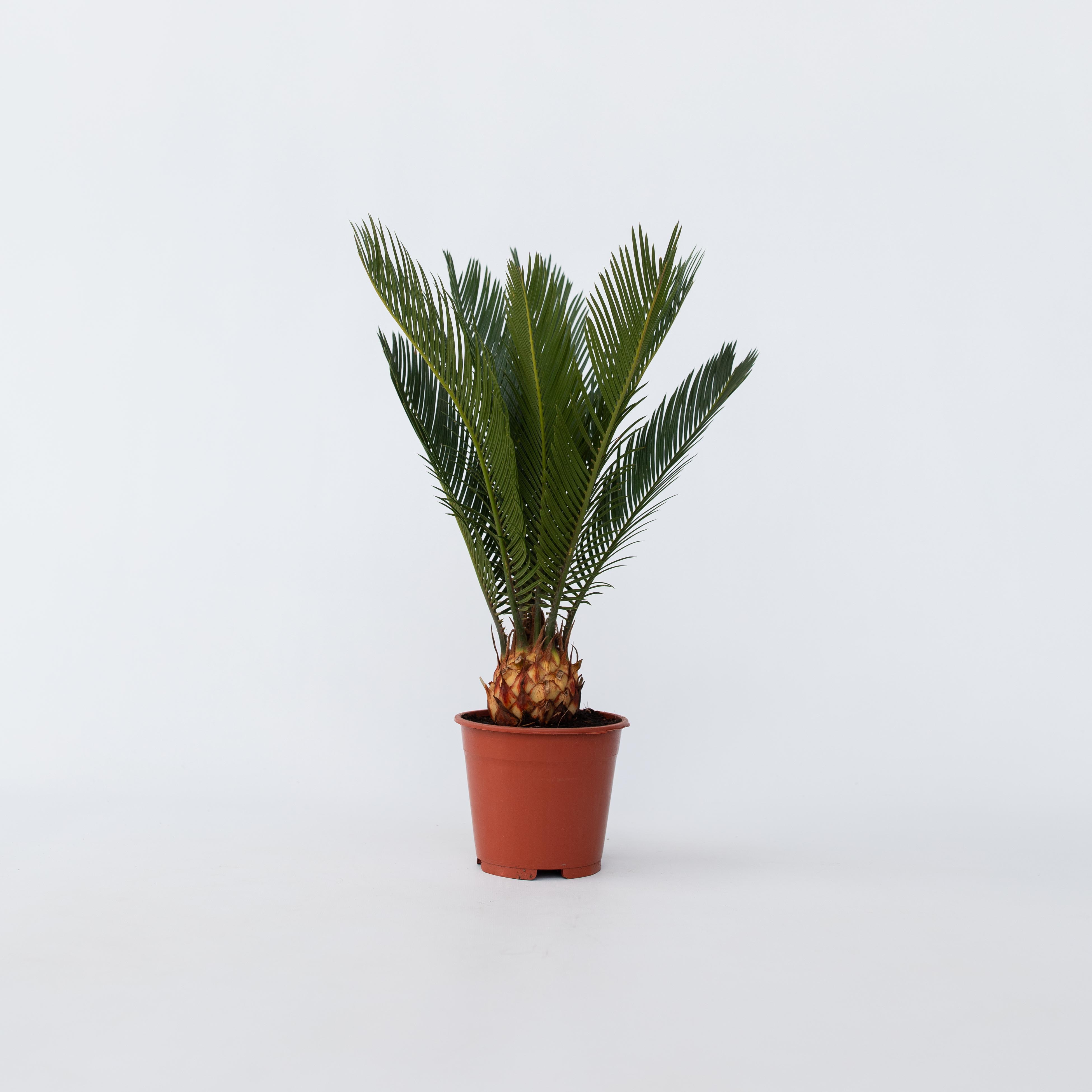 Plant in a Box - Sagopalmfarn - 4 Stk - Cycas revoluta - H&ouml;he 45-60cm - Topf 15cm 