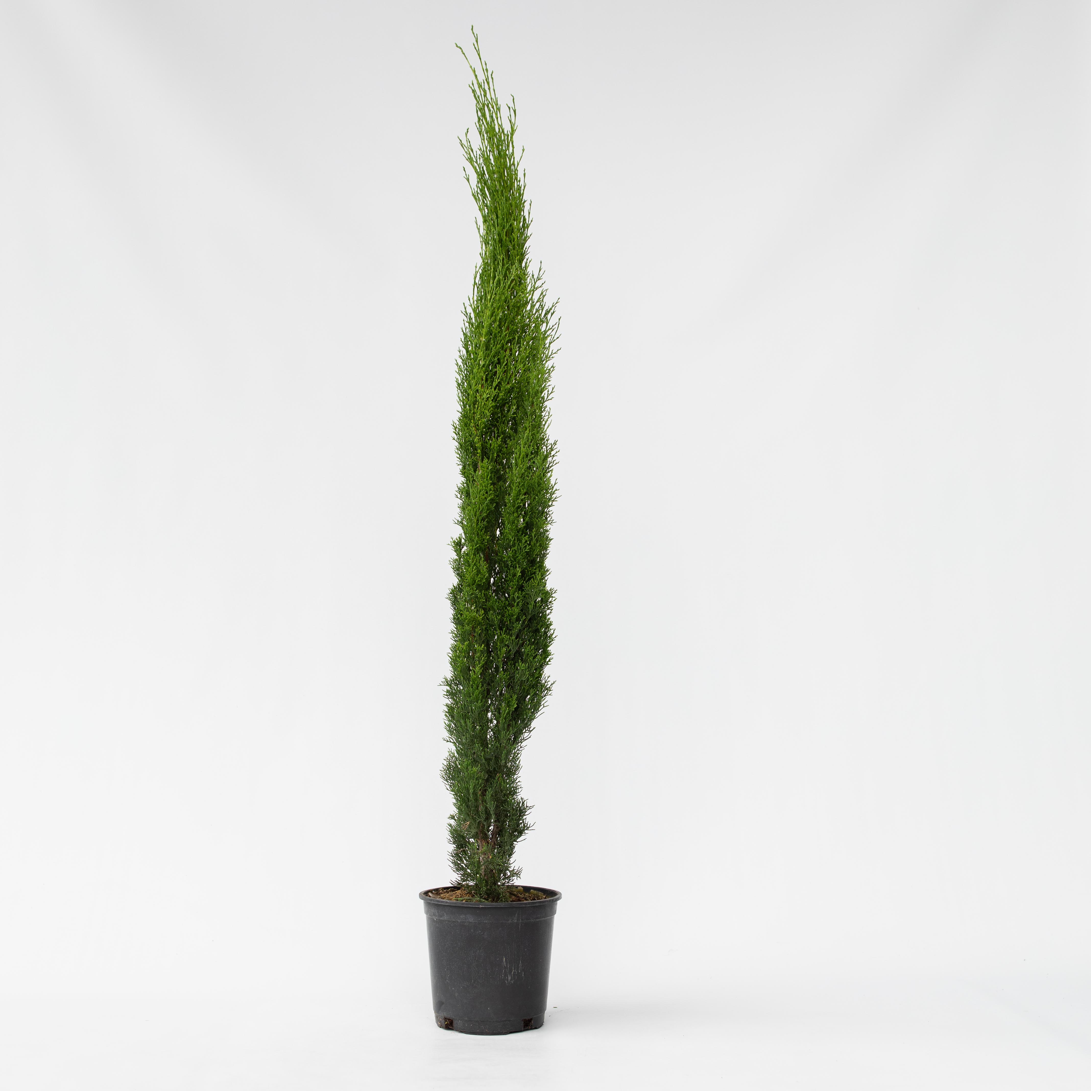 Plant in a Box - Mittelmeer-Zypresse - Cupressus sempervirens - H&ouml;he 70-80cm - Topf 19cm 