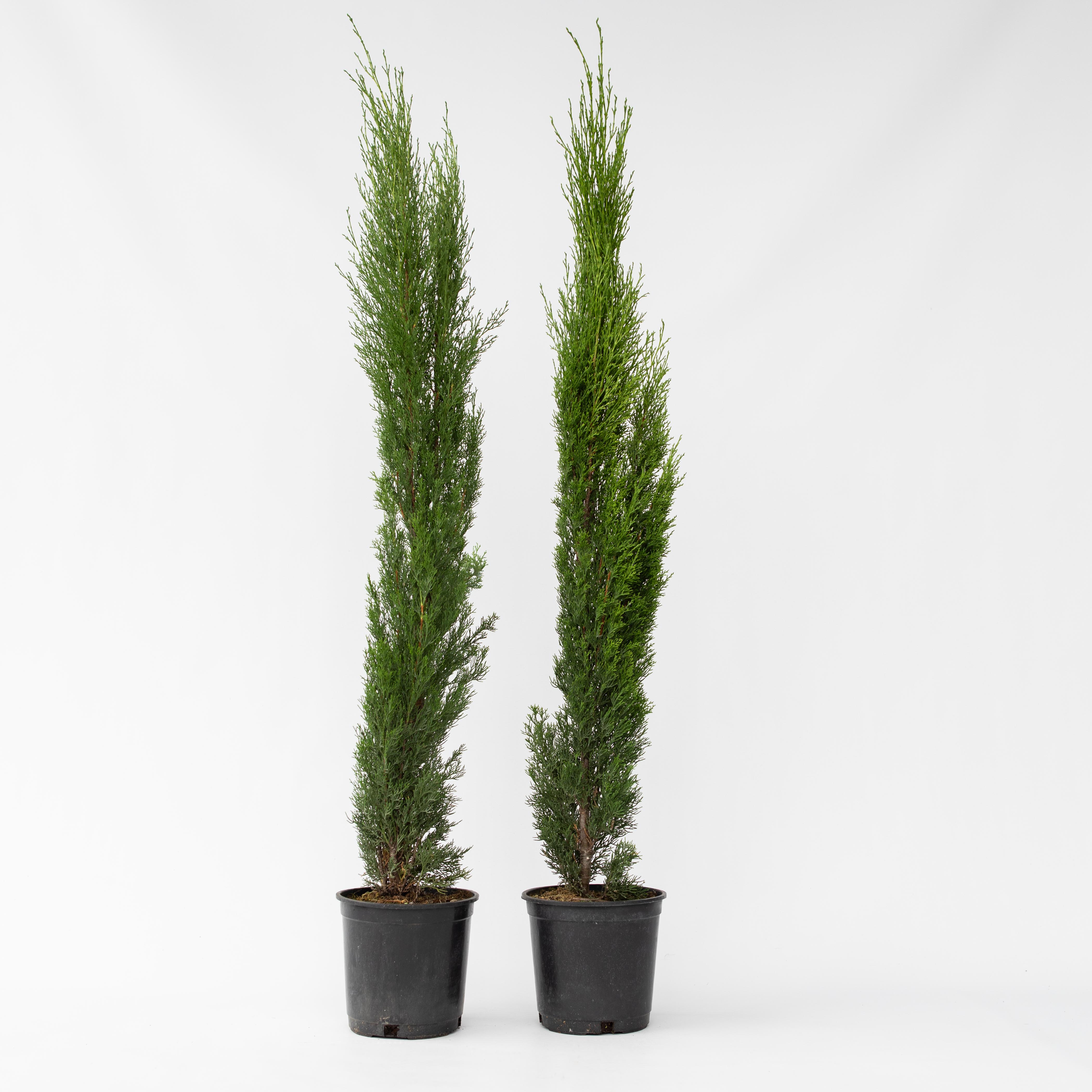 Plant in a Box - Mittelmeer-Zypresse - 2 Stk - Cupressus sempervirens - H&ouml;he 70-80cm - Topf 19cm 