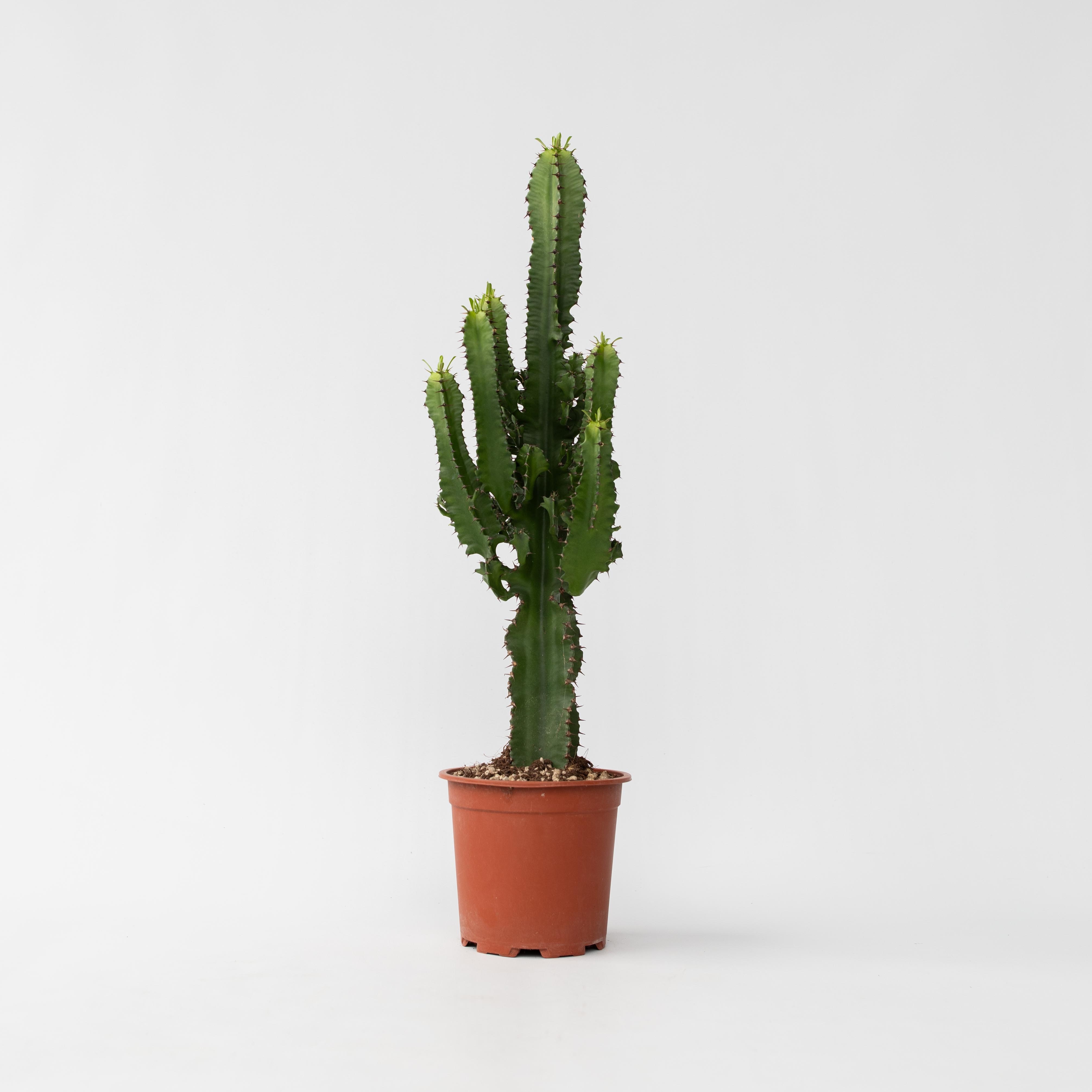 Plant in a Box - Cowboy-Kaktus - Euphorbia ingens - H&ouml;he 50-60cm - Topf 17cm 
