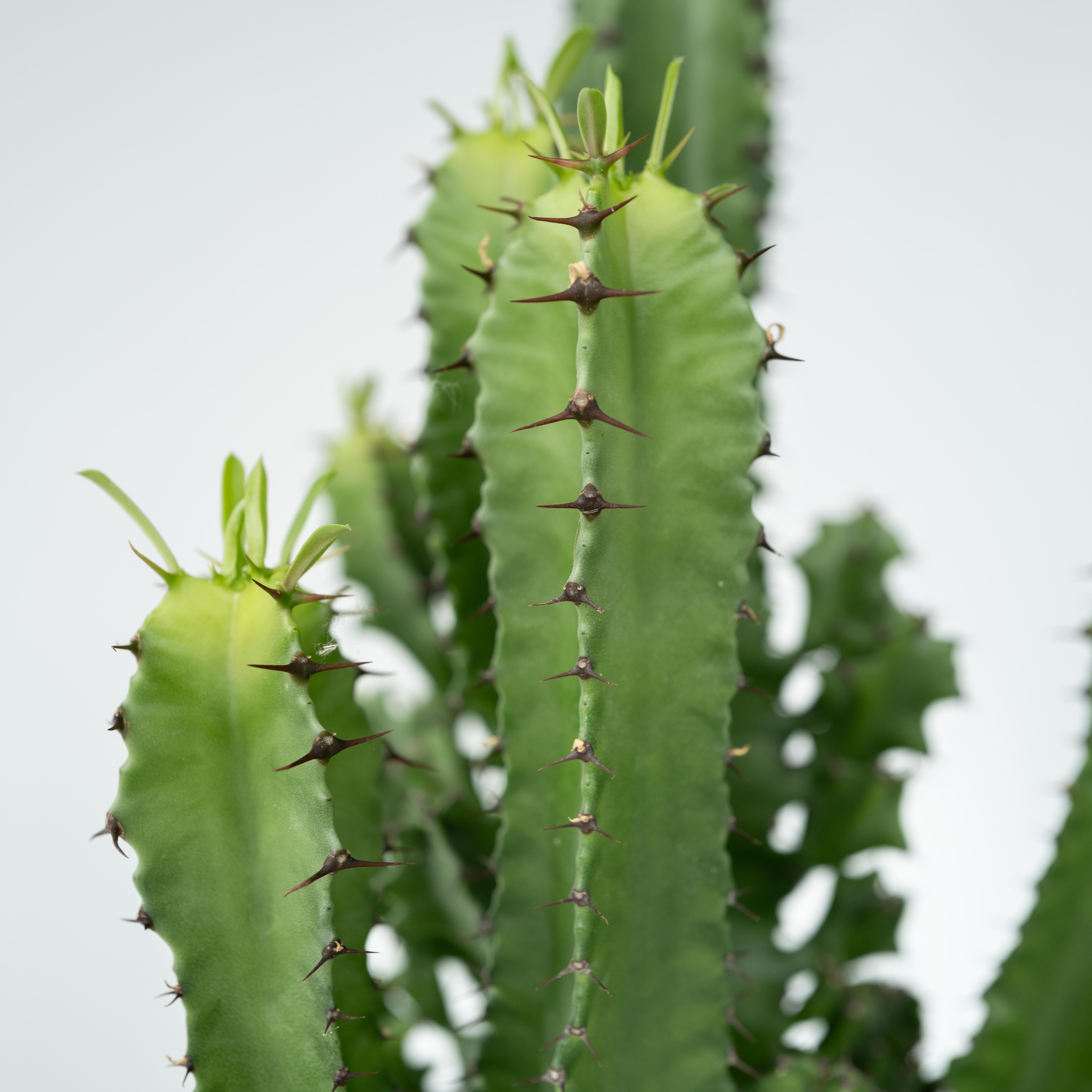 Produktbild von Plant In A Box – Euphorbia Ingens ‘Cowboy-Kaktus’ – Höhe 40–50 Cm, Topf 18 Cm – Pflegeleichte Zimmerpflanze